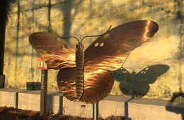 Gulf Fritillary installed in SC Aquarium Butterfly Garden!